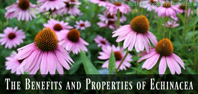 The Benefits and Properties of Echinacea