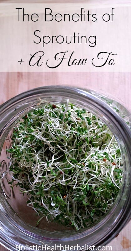 The Benefits of Sprouting + a How To - Learn how to sprout any seed and why you should be eating fresh sprouts daily for their health benefits! 