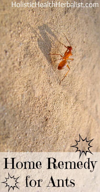 Home Remedy For Ants - Learn about the best natural ant deterrents you probably have in your kitchen!