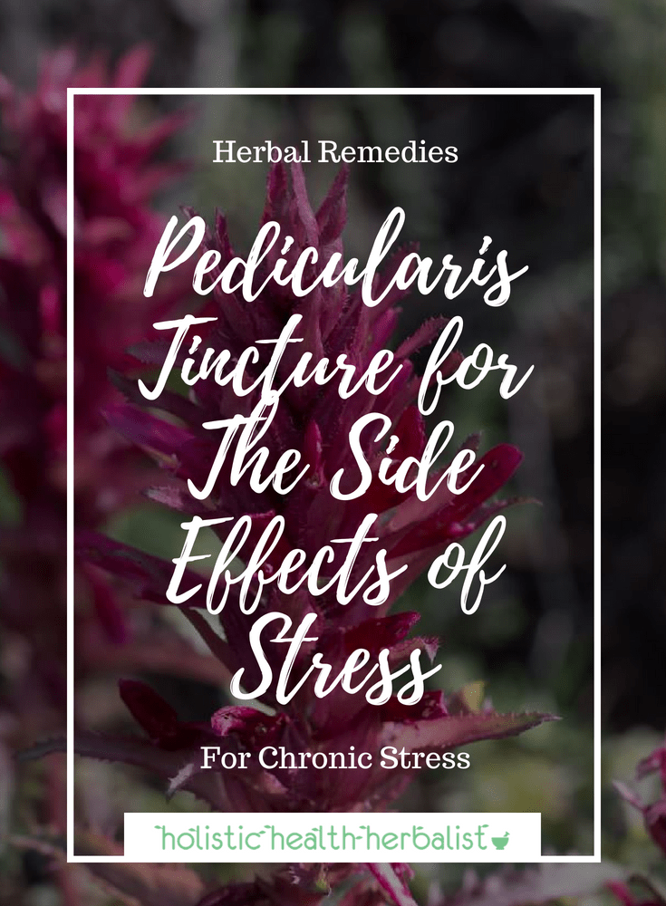 Pedicularis Tincture for The Side Effects of Stress - One of the best herbs for hyper-stressed people.