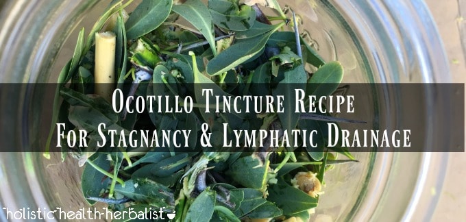 Ocotillo Tincture Recipe – For Stagnancy & Lymphatic Drainage