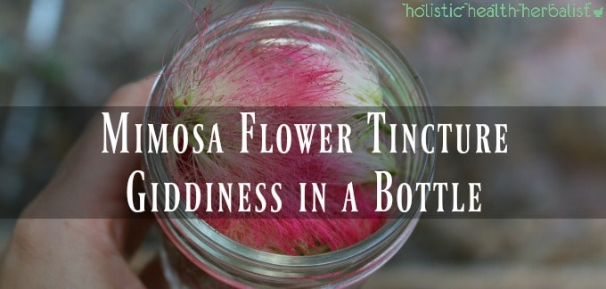 Mimosa Flower Tincture – Giddiness in a Bottle